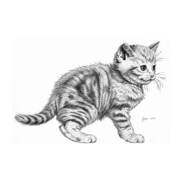 Раскраски котята реалистичные