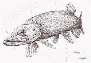 Щука карандаш