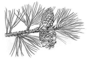 Ель Аянская шишка рисунок