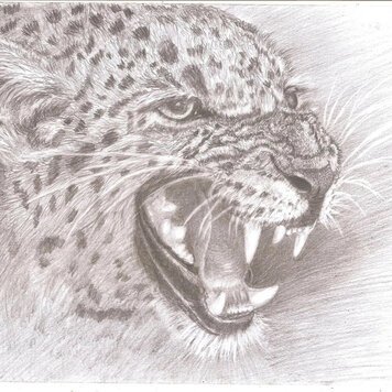 Рисунок карандашом Матита марафон реалистичный