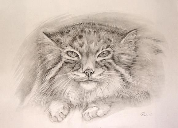 Манул карандашом