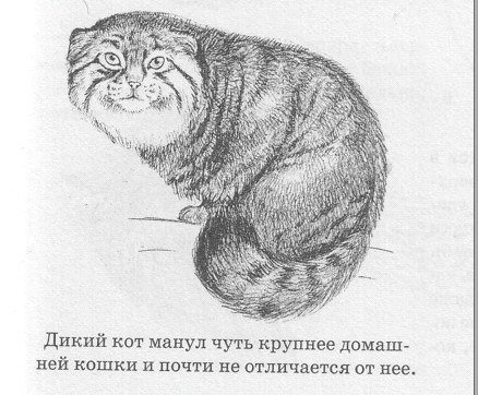 Манул рисунок карандашом (48 фото)