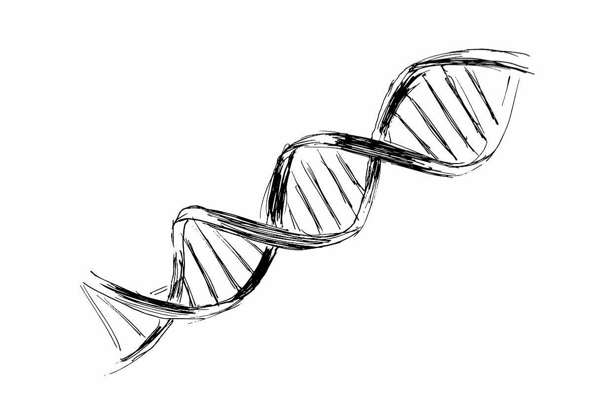 ДНК карандашом