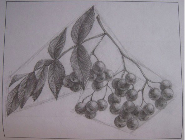 Кисть рябины гроздь калины рисование