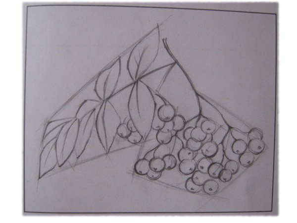 Ветка рябины карандашом