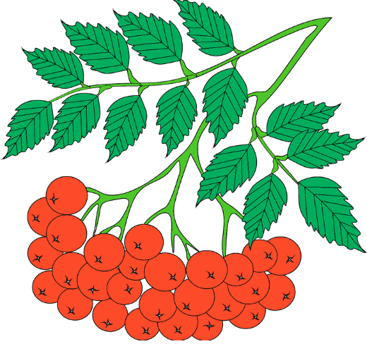 Гроздь рябины рисунок