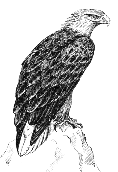Орёл рисунок карандашом для детей