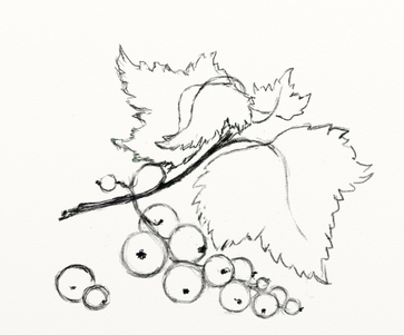 Черная смородина раскраска