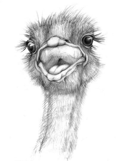 Страус скетч