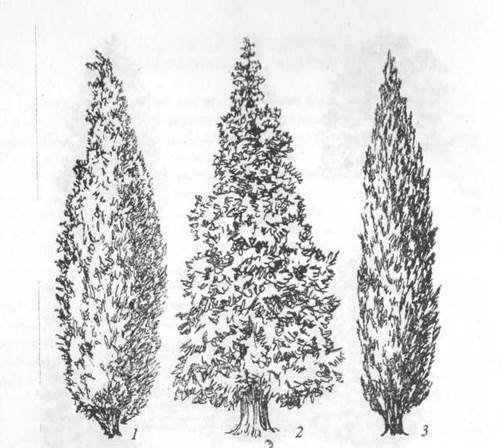 Кипарис раскраска