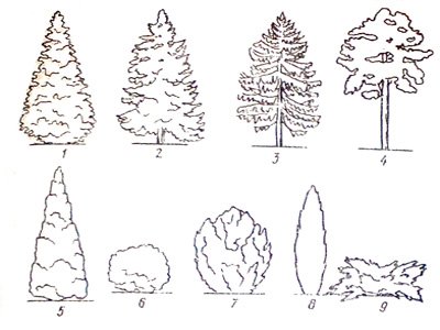 Форма кроны пихты