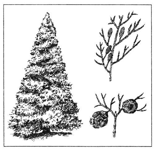 Кипарис вечнозеленый хвоя