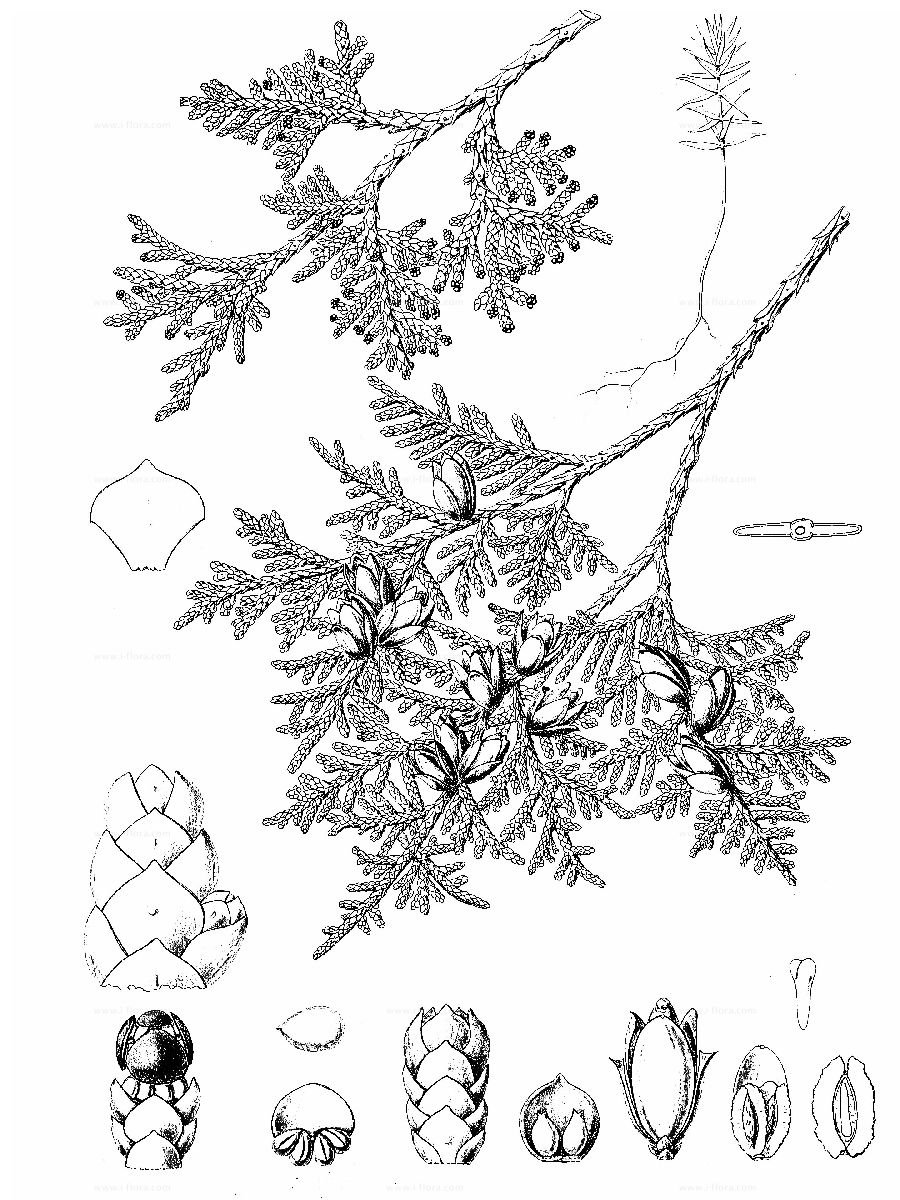 Туя Западная - Thuja occidentalis гербарий