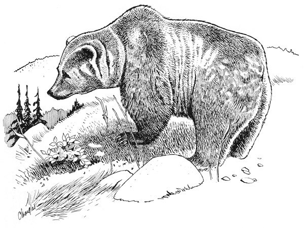 Раскраска медведь с медвежонком