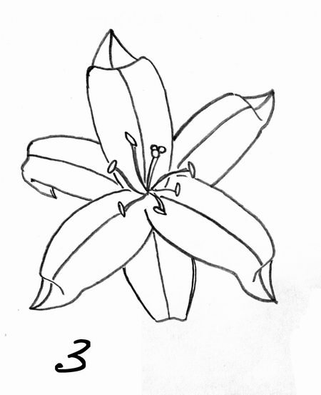 Поэтапное рисование лилии для детей