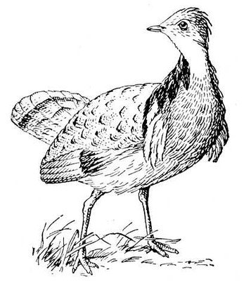 Дрофа на белом фоне