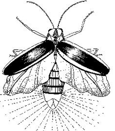 Насекомое Светлячок раскраска