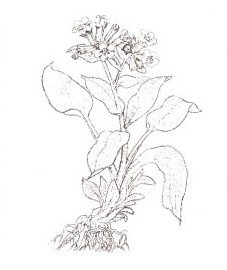 Нарисовать медуницу