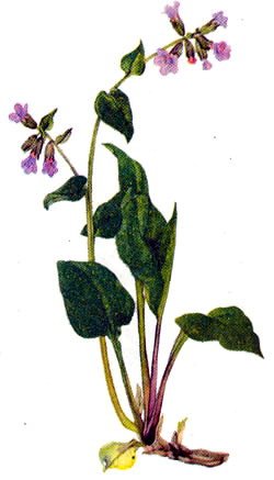 Медуница неясная (Pulmonaria Obscura Dumort
