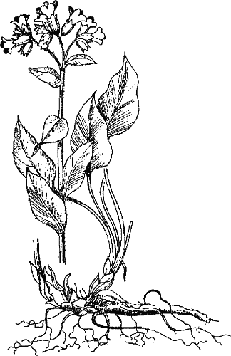 Медуница растение нарисовать