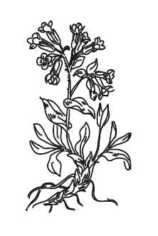 Медуница Ботаническая иллюстрация