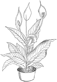 Спатифиллум комнатное растение нарисовать