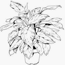 Комнатные растения карандашом