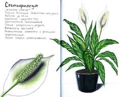 Комнатный цветок Графика