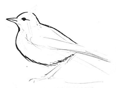 Жаворонок рисунок карандашом