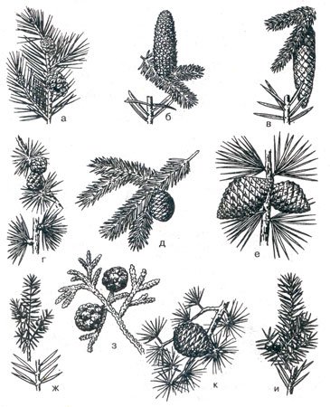 Ель дерево и хвоинки