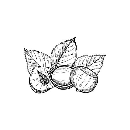 Раскраска орех фундук