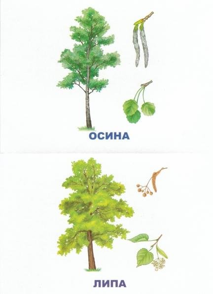 Дерево липа осина