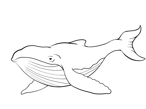 Раскраска. Кит