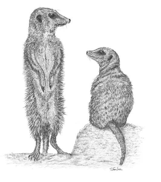 Сурок Байбак рисунок