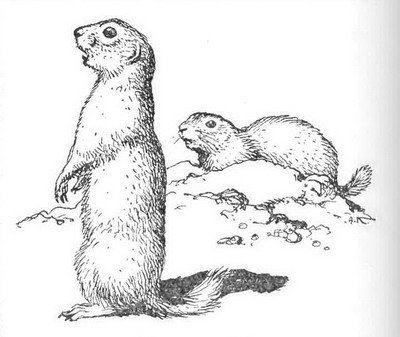 Сурикат рисунок карандашом