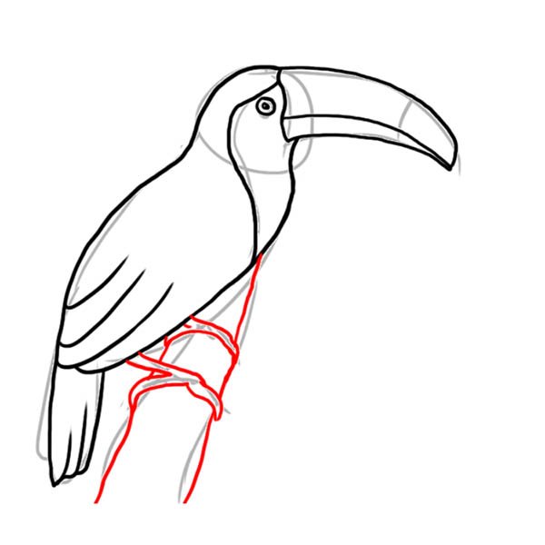 Тукан карандашом