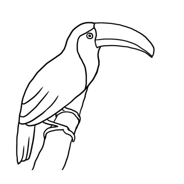 Тукан рисунок карандашом