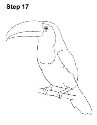 Тукан рисунок карандашом