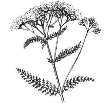 Тысячелистник обыкновенный рисунок