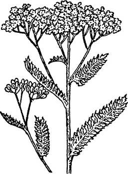 Тысячелистник раскраска