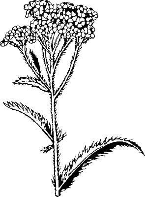 Лекарственные растения тысячелистник нарисовать