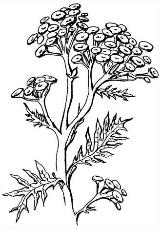 Чихотная трава (Achillea ptarmica),