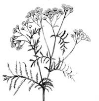 Тысячелистник обыкновенный лекарственная трава карандашом