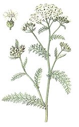 Тысячелистник обыкновенный чб