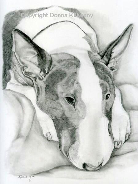 Бультерьер скетч