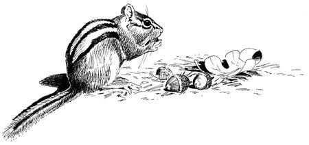 Бурундук раскраска для детей