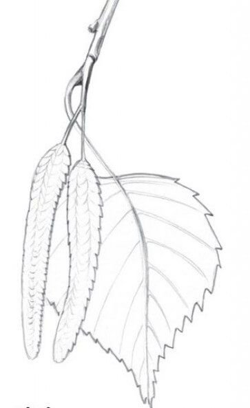 Лист березы рисунок карандашом