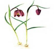 Фритиллярия на белом фоне