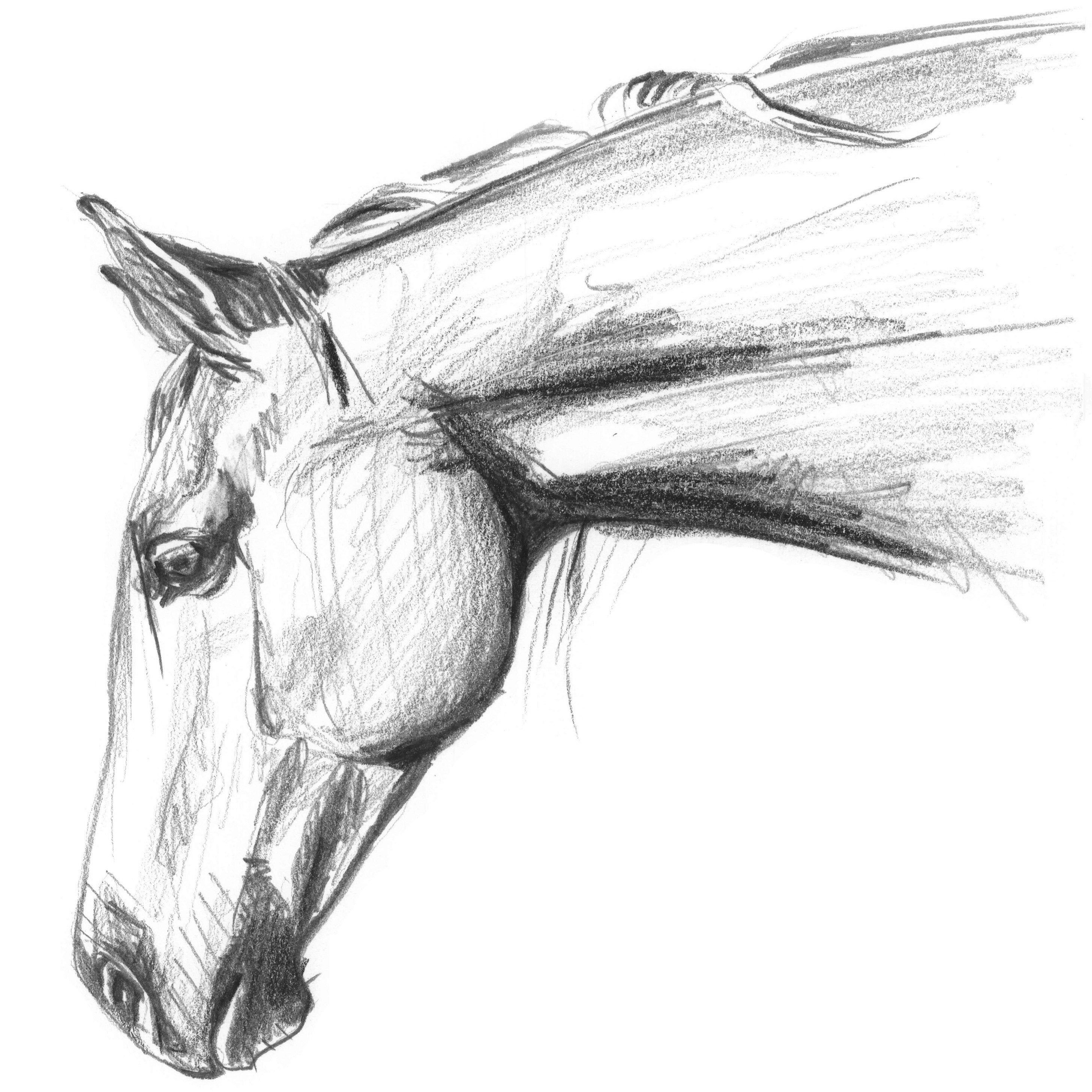 Эскиз лошади для рисования
