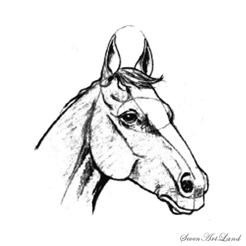 Голова лошади карандашом